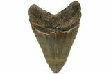 Fossil Megalodon Tooth - North Carolina #219463-1